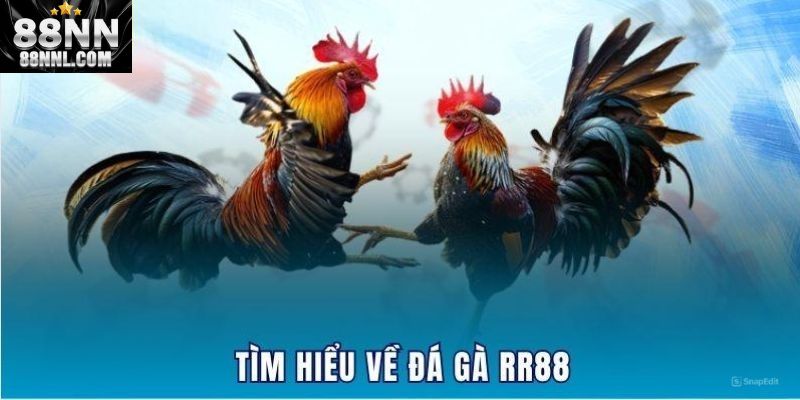 Khái niệm đá gà 88NN
