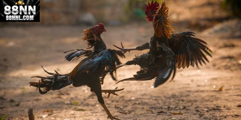 ổng hợp các loại hình đá gà 88NN phổ biến nhất hiện nay