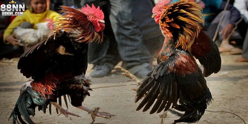 Đá gà trực tiếp C1 88NN là sân chơi cá cược lý tưởng hiện nay