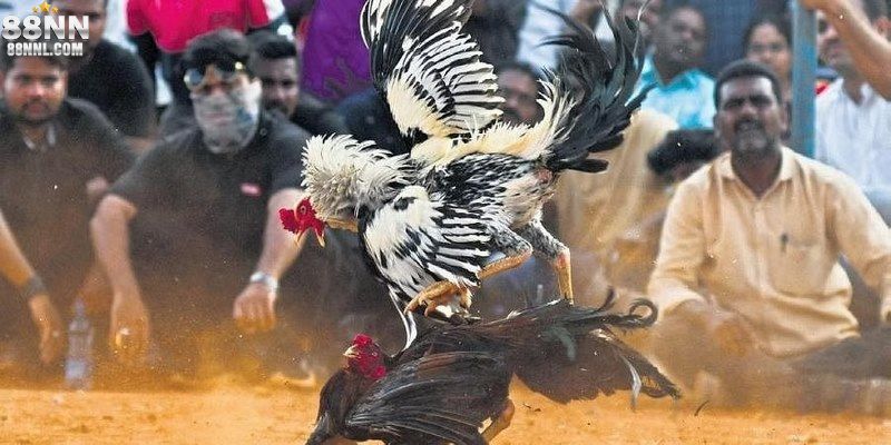 Đá gà trực tiếp C1 88NN uy tín, minh bạch trên màn ảnh nhỏ